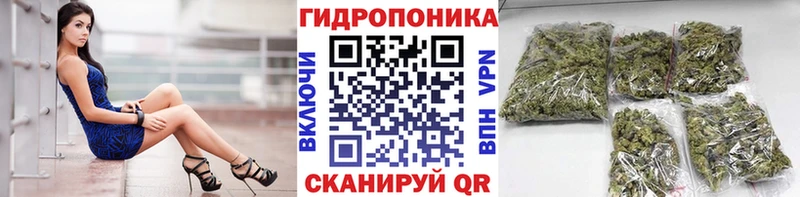 Канабис индика  Ленинградская 